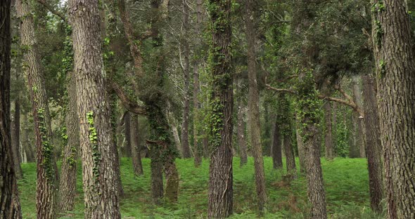 The Landes forest, Nouvelle Aquitaine, France. The Landes forest  is the largest man-made woodland i