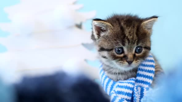 Kitten and winter.Kitten in  scarf.Winter clothes for cats.