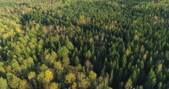 Colorful Trees in Forest Aerial View