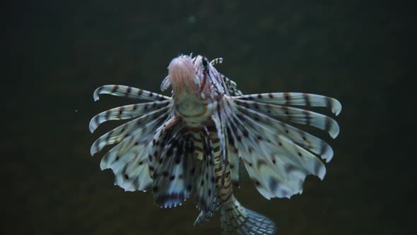 Sea Fish in the Deep Sea Life