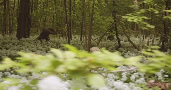 Adorable Toddler Running in Woods with White That He Picked From the Forest