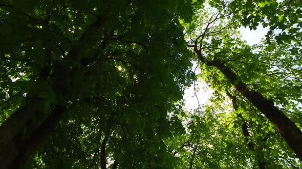 Under Big Green Trees