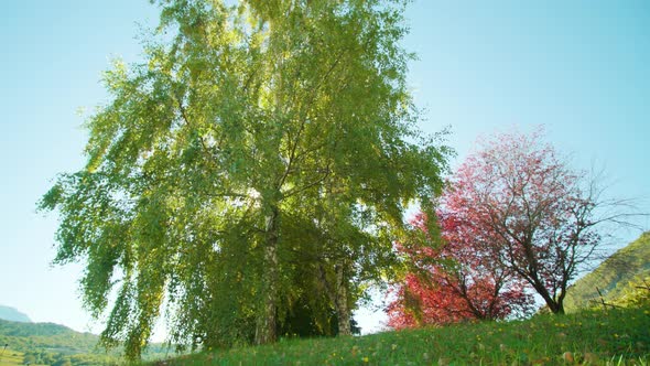 High Birch and Decorative Apple Tree at Bright Sunlight