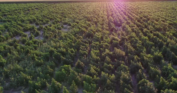 Thousands of large hemp plants getting ready for harvest in this 4k drone shot.