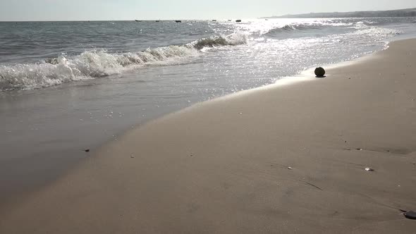 Seafront And Coconut