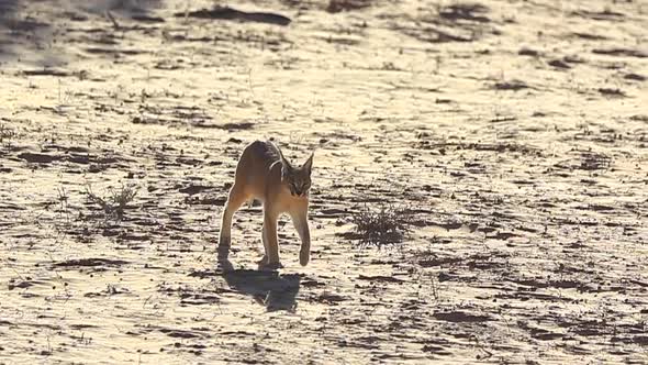 Wild adult African caracal cat walks across arid ground towards camera