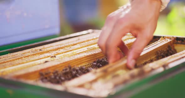 Closeup Hive with Beehive Frames and Hands of Male Beekeeper with a Bee Hive Tool in Hand Who Takes