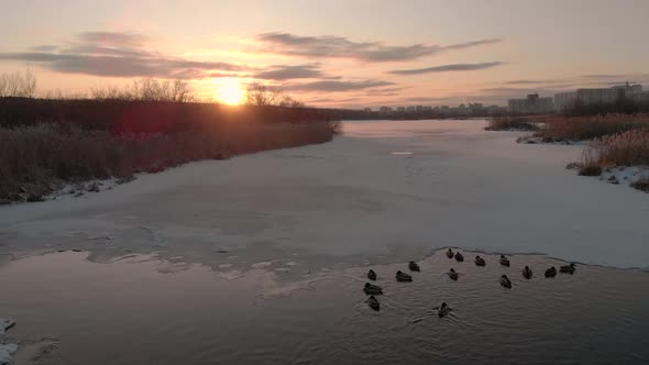 The River in the Winter. Ducks Swim Along the River, Against the Sunset. Top View Shooting From a