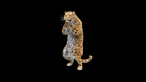 Leopard HD