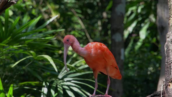 Scarlet Ibis Bird Eudocimus Ruber