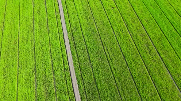 4K Aerial view of agriculture in rice fields for cultivation