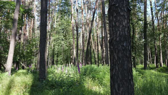 Beautiful Green Forest on a Summer Day Slow Motion