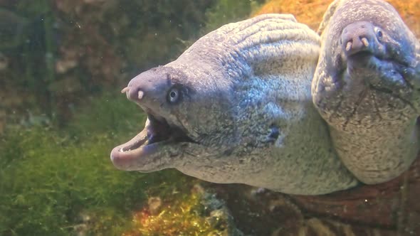 Brown Moray Eel