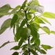 Drooping leaves revived after watering - VideoHive Item for Sale