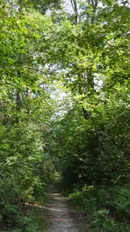 Vertical Video of a Natural Landscape During the Day in the Forest in Summer