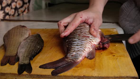 Cleaning Live Fish with a Knife Butchering Crucian Carp
