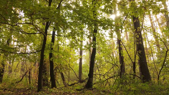 Forest with Trees in an Autumn Day