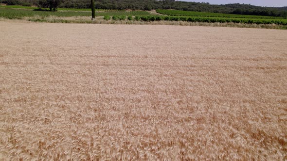 Aerial drone view of a mature wheat field, rising towards the horizon revealing greenery, trees and