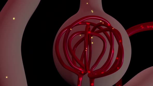 Progression of blood in the veins alt