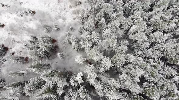 Aerial Shot Over Forest In Winter With Snow