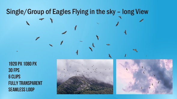 Single and Group Of Eagle Birds Flying Top View alt