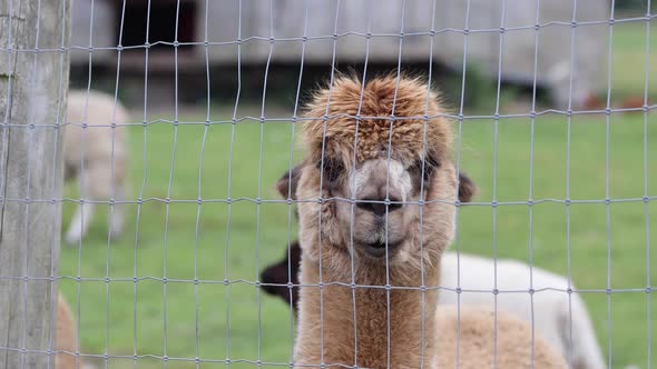 A very cute brown farm yard Alpaca Llama in a field behind a fence in the summer time