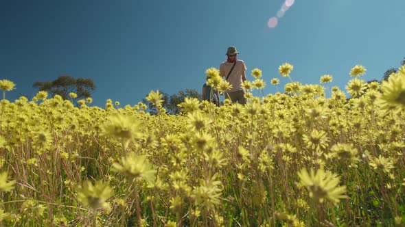 Young couple walk through a meadow of swaying yellow Everlasting wildflowers in Coalseam Conservatio