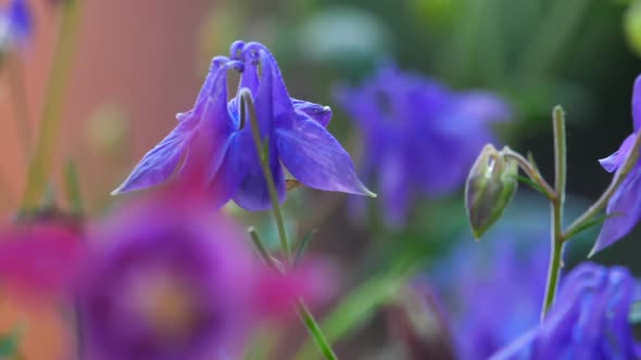 Bumblebee on Aquilegia Flower