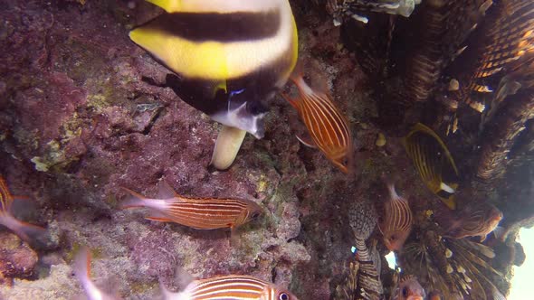 Underwater Colorful Fishes