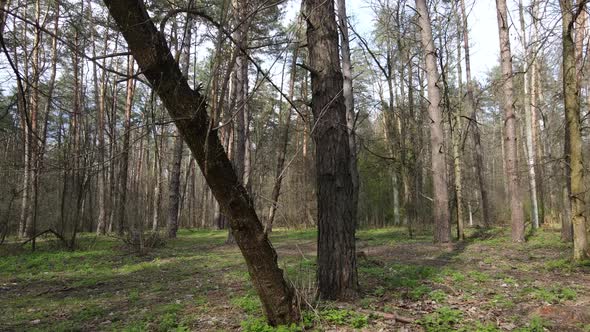 Beautiful Forest Landscape Aerial View Slow Motion