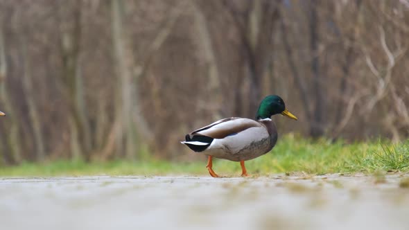 Male duck with green head walking in summer park