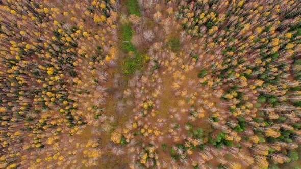 Flight Over the Autumn Forest. Fall Season.