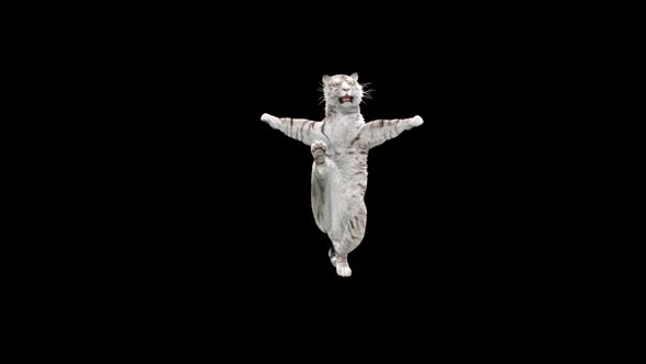 White Tiger Dancing HD