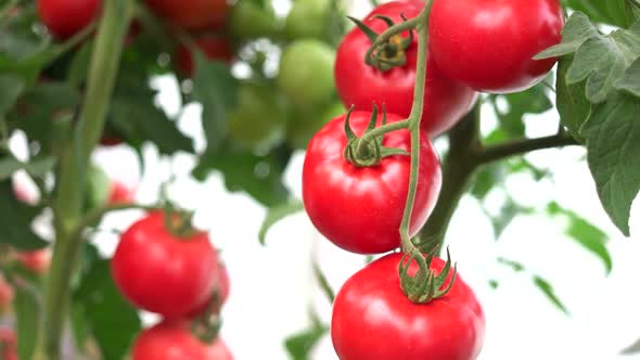 Red Tomatoes on Branch at Organic Farm