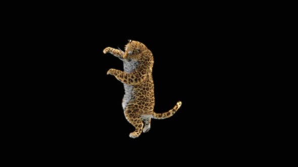 70 Leopard Dancing HD