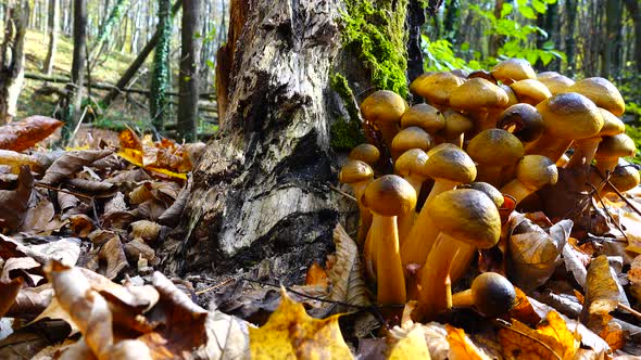 Honey Fungus Mushrooms 30