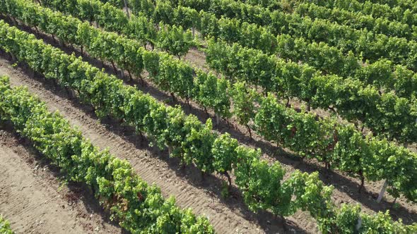 Top view of the vineyard, grape plants arranged in straight strips.