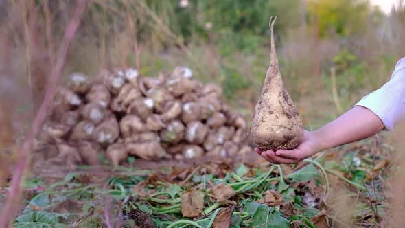 The Cultivation of Sugar Beet