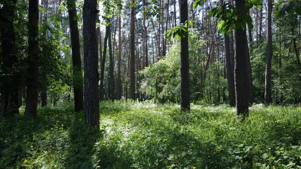 Beautiful Green Forest on a Summer Day Slow Motion