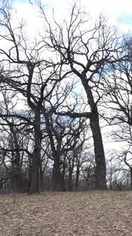 Vertical Video of the Forest with Trees Without Leaves Slow Motion