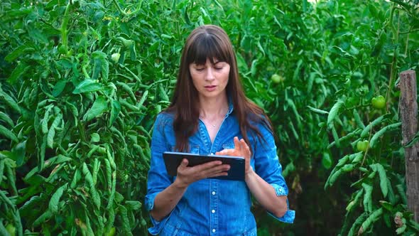 Farmer Female Women in Green House Checks Quality of Tomato Showing Thumb Up