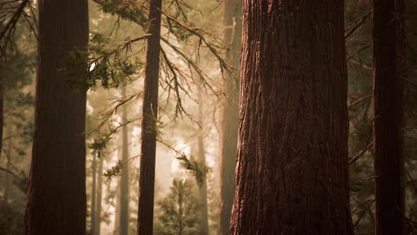 Giant Sequoias in Redwood Forest