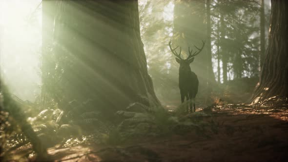 Beautiful Deer in the Forest with Amazing Lights at Morning