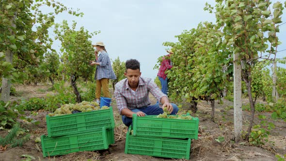 Multiethnic Group of Seasonal Workers in the Middle of Vineyard