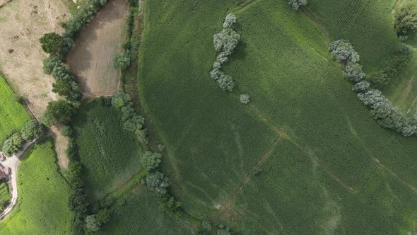 Rural Plant Field