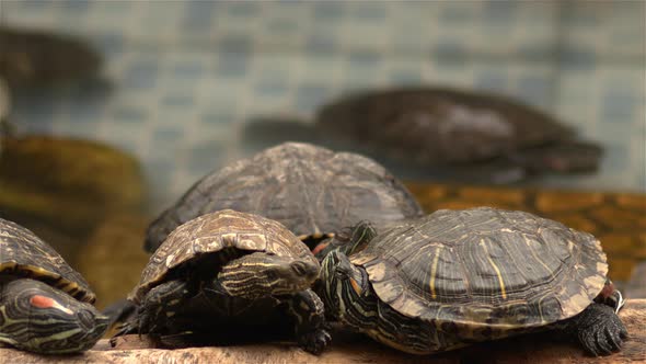 Water Turtles In The Pool 