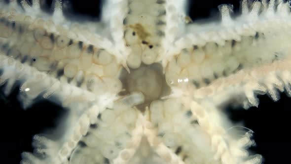 Oral Side(mouth) Starfish Asteroidea Under a Microscope, Type Echinodermata