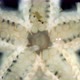 Oral Side(mouth) Starfish Asteroidea Under a Microscope, Type Echinodermata - VideoHive Item for Sale