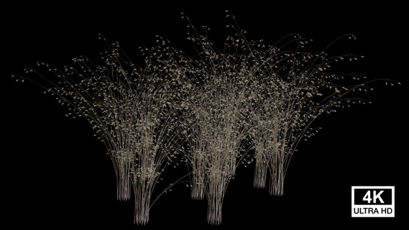 Cheatgrass Growing alt