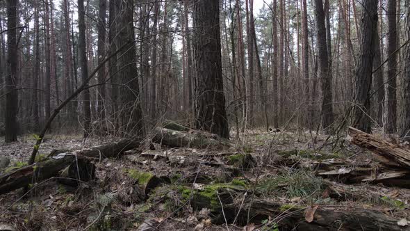 Forest Landscape Aerial View Slow Motion